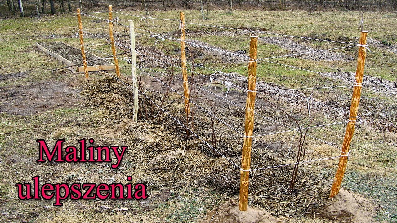 Maliny - ulepszenia