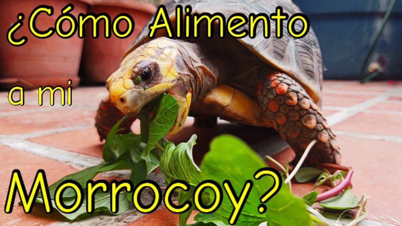 &iquest;C&oacute;mo Alimento a mi Morrocoy?