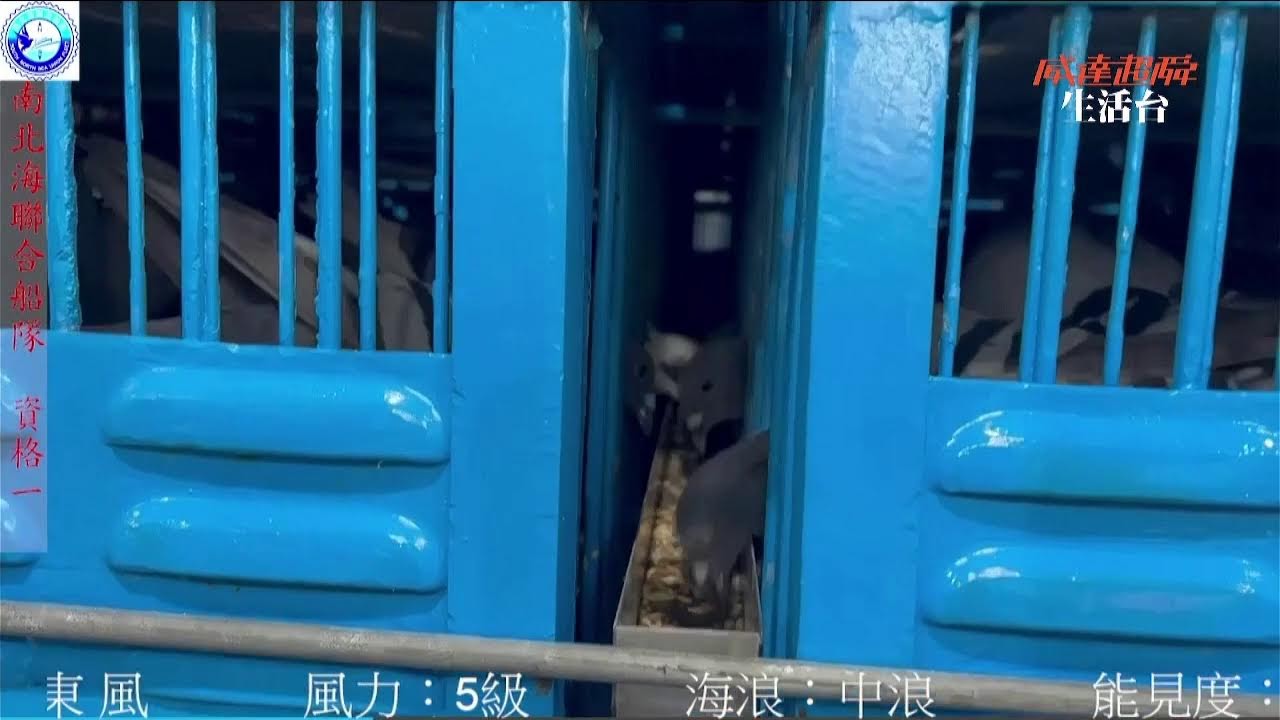 南北海聯合船隊115年春季競翔   資格賽（一）