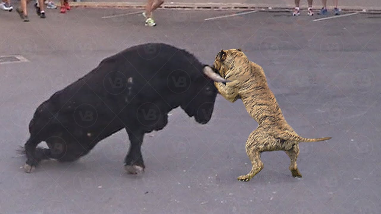 Only These Dogs Can Face A Toro Bravo