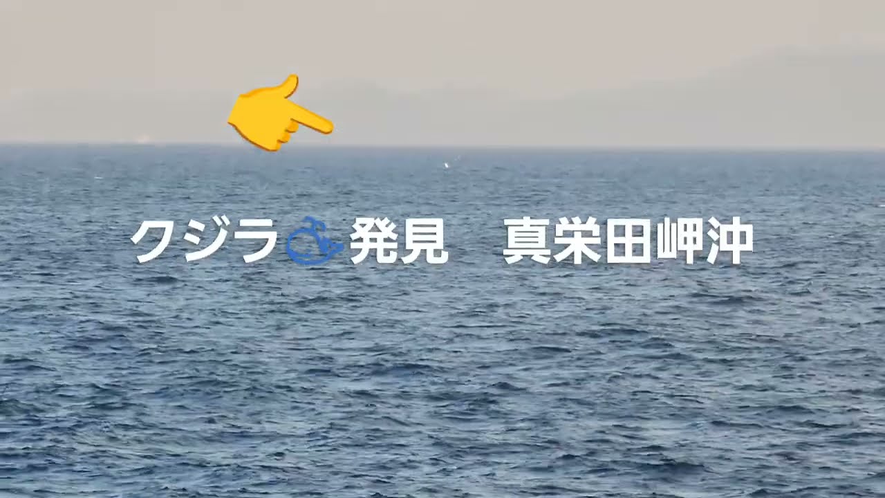 2026初クジラ🐳発見ブローに　ペックスラップ👏👏👏👏 #クジラ #残波岬#南の島