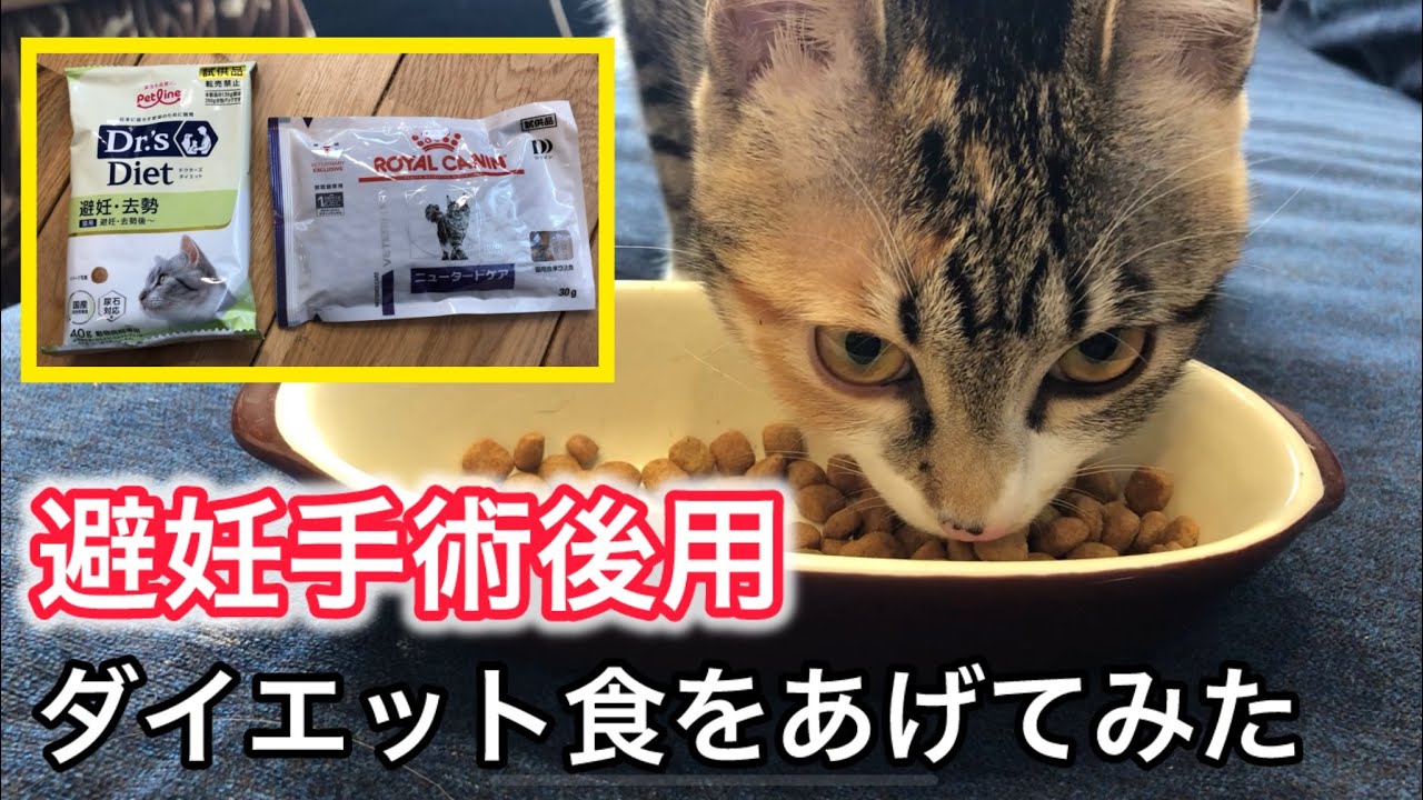 【避妊手術】ダイエット食あげてみた