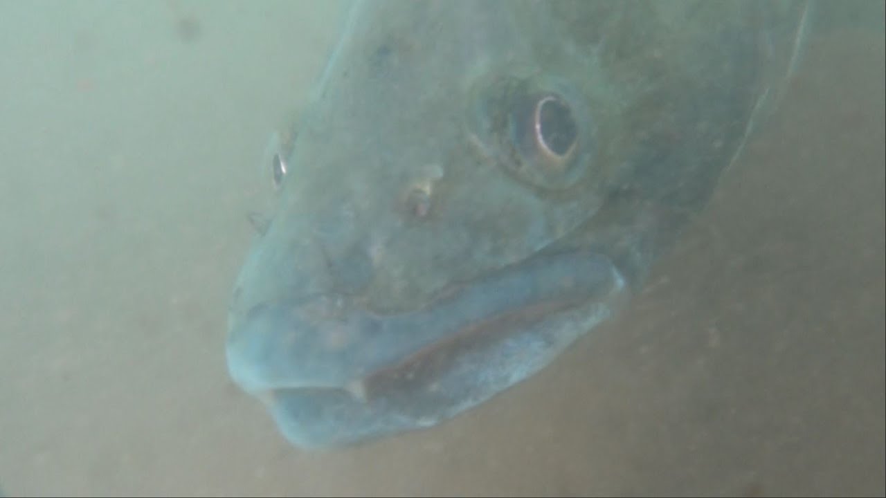 Zander Rettung bei Niedrigwasser