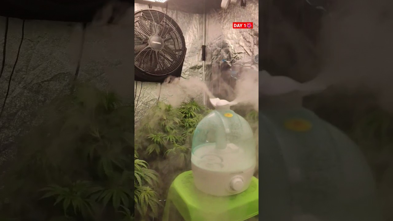 🌺✅DIA 1 FLORA&Ccedil;&Atilde;O ⛺GROW 240X120X200💡PAINEL viparspectra  XS4000 e P4000 GROW LIGHT #shorts