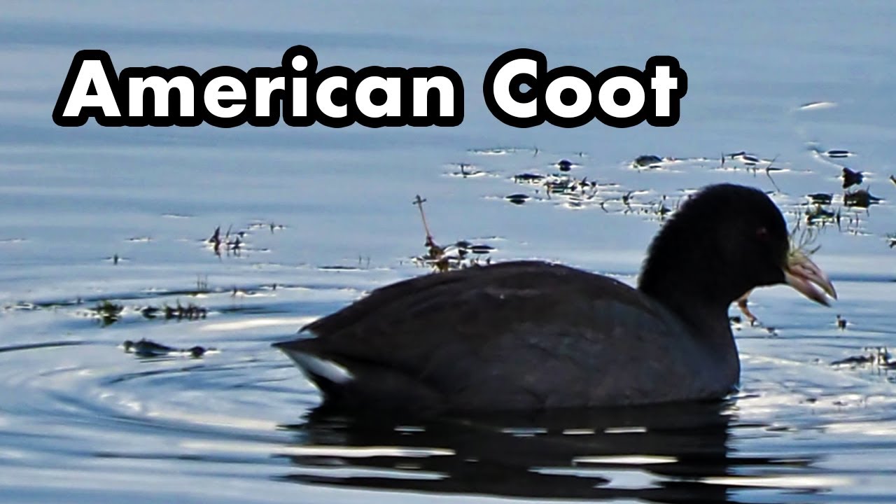 American Coot Swimming Back and Forth Along A Pond