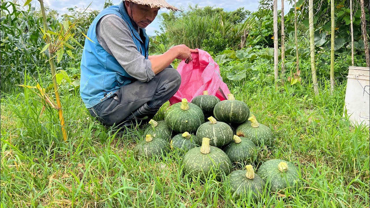 種栗子南瓜防蟲叮咬～除了套袋還可以戴帽～