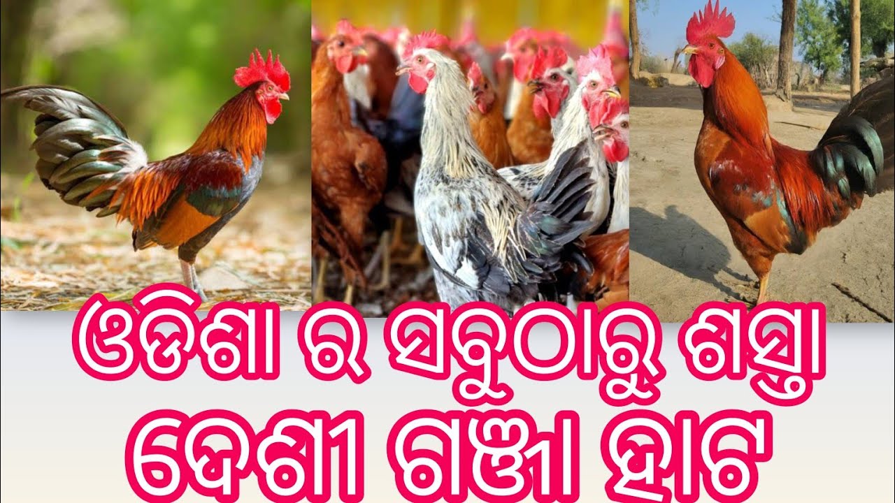 Why Desi Kukuda Hata is the Future of Chicken