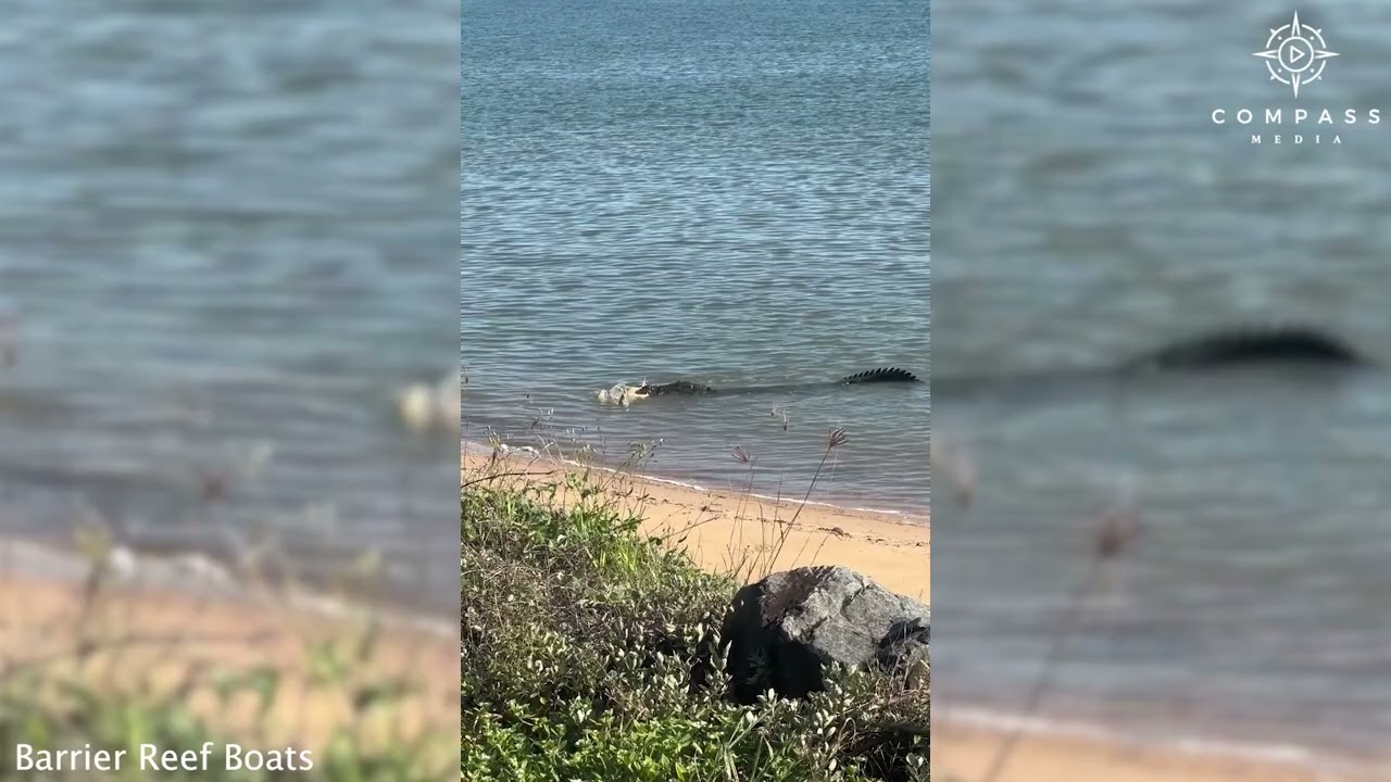 Crocodile Eats Turtle on Beach