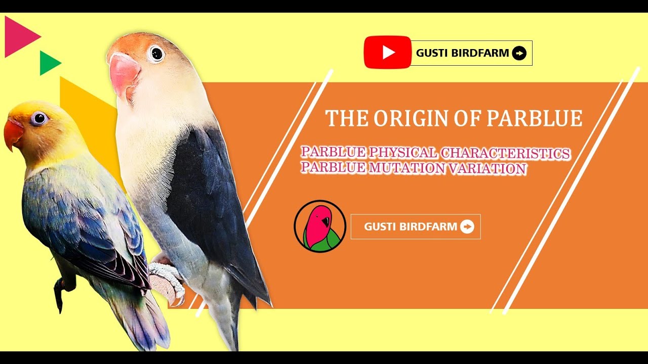 The Origin Of Lovebird Parblue, Characteristic physical, and Variant mutation lovebird Parblue.