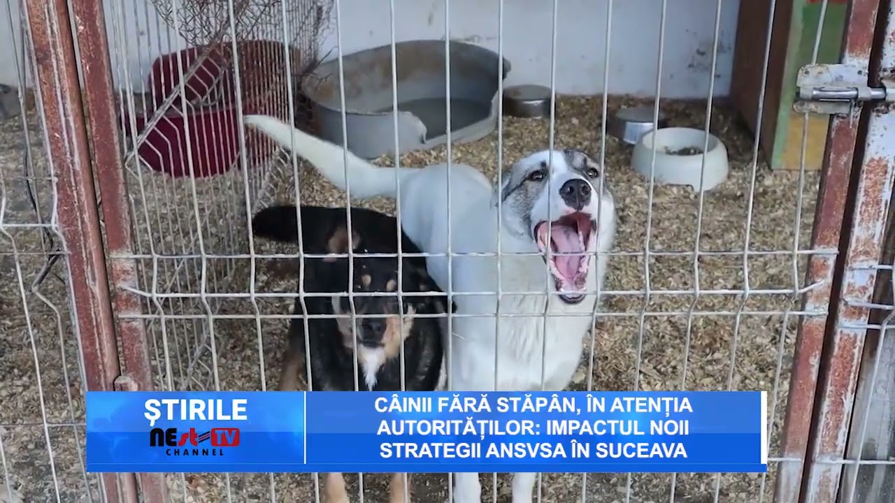 Câinii fără stăpân, în atenția autorităților: impactul noii strategii ANSVSA în Suceava