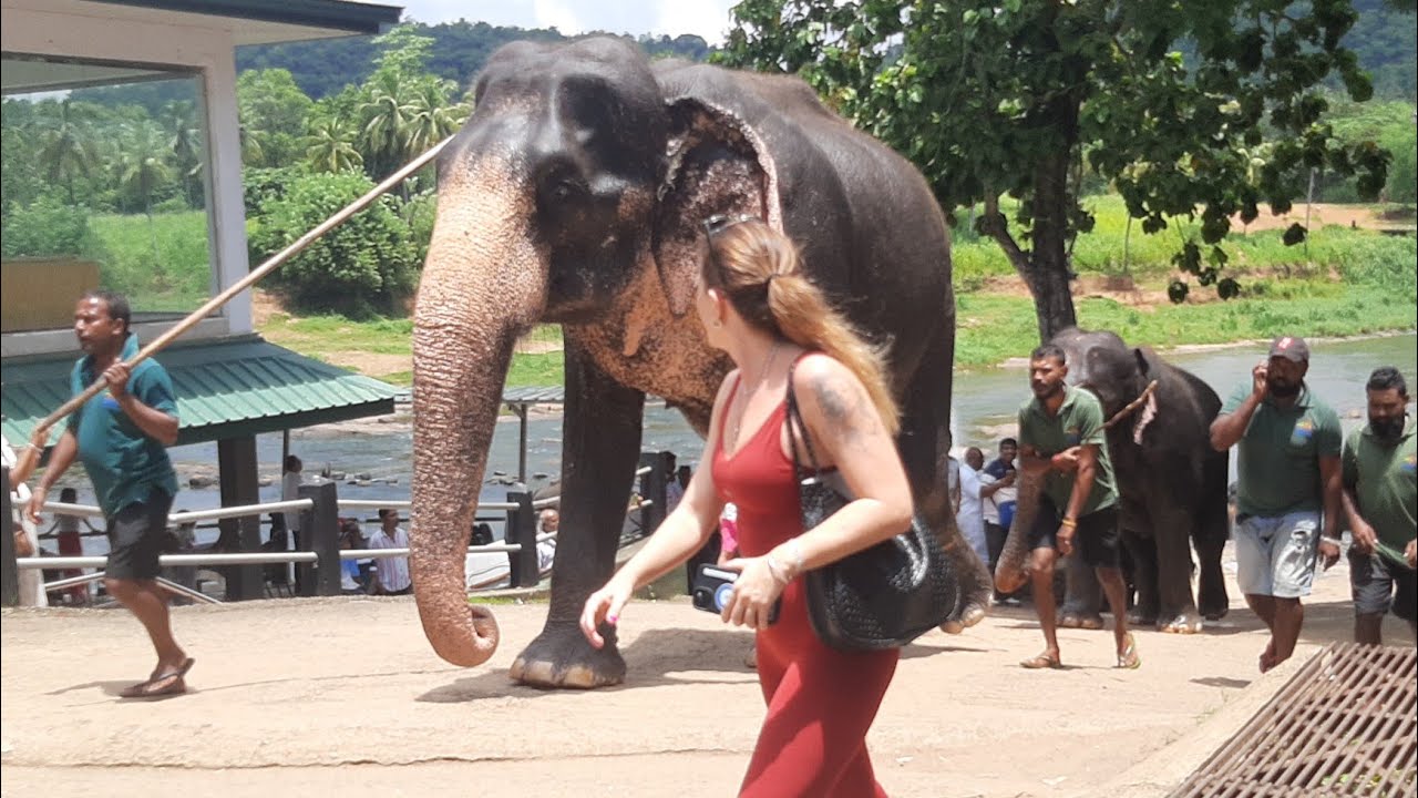 🔴Unbelievable moment wildlife elephant Sri Lanka in Asian animal rescue | Wild Elephant 26 Augu 2025