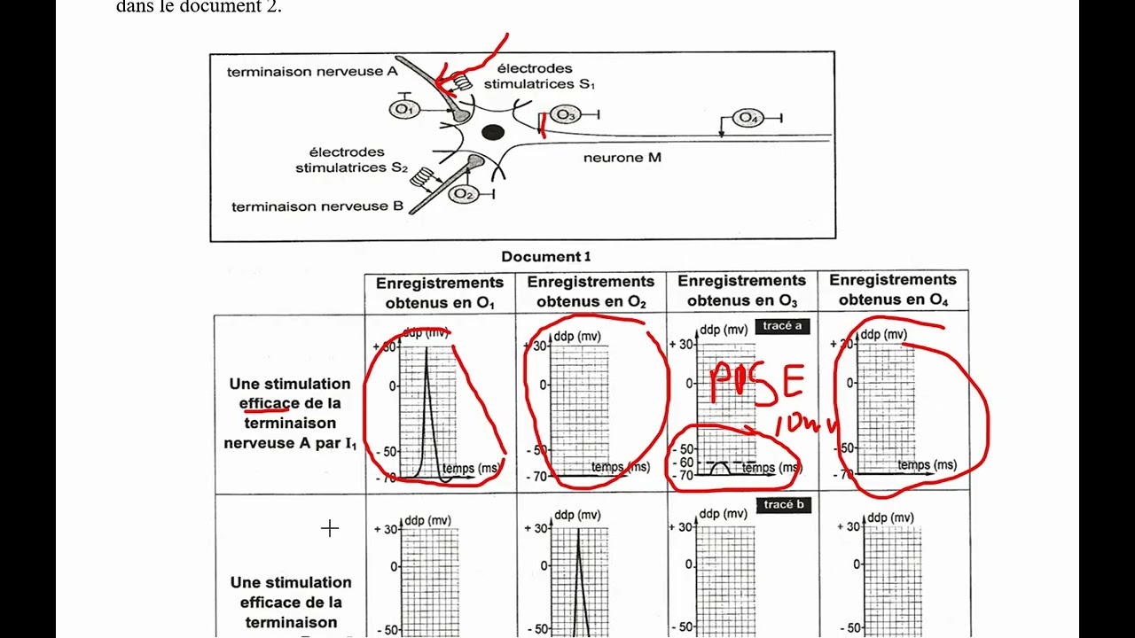 Méthodologie de correction d'un exercice de neurophysiologie bac SVT