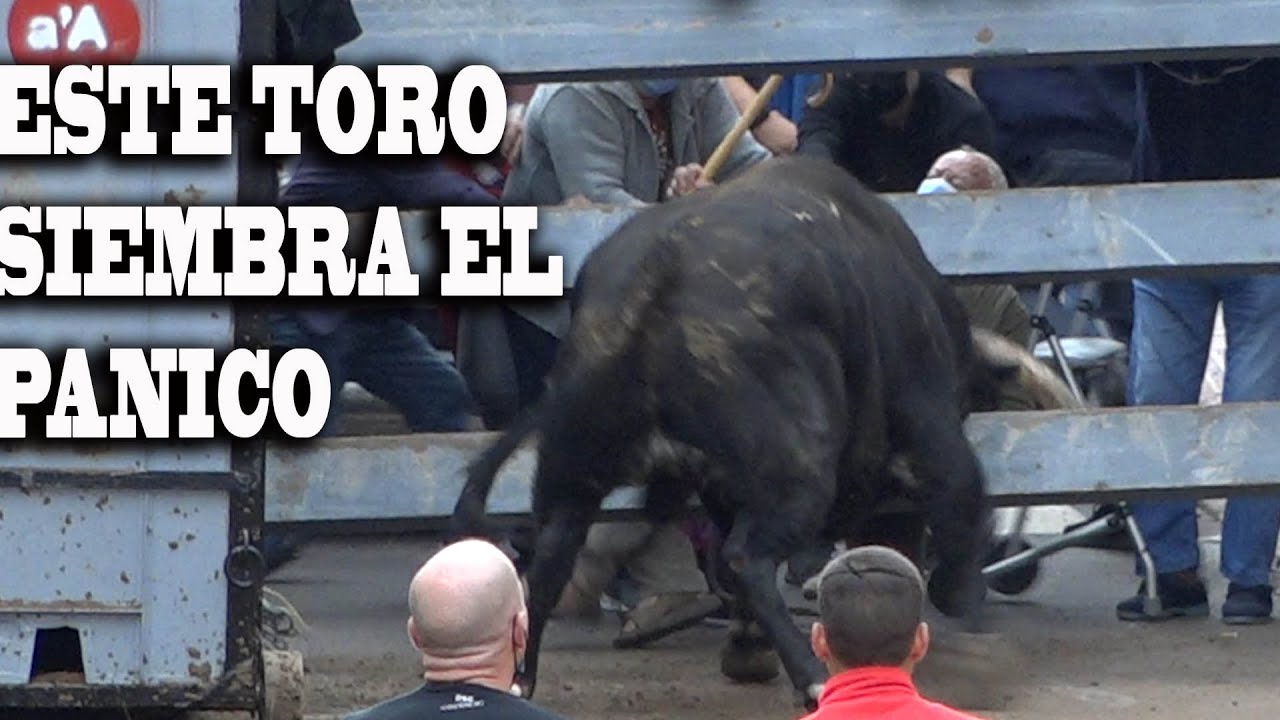 ESTE TORO CASI SE SALE  Albuixech 30 10 2021