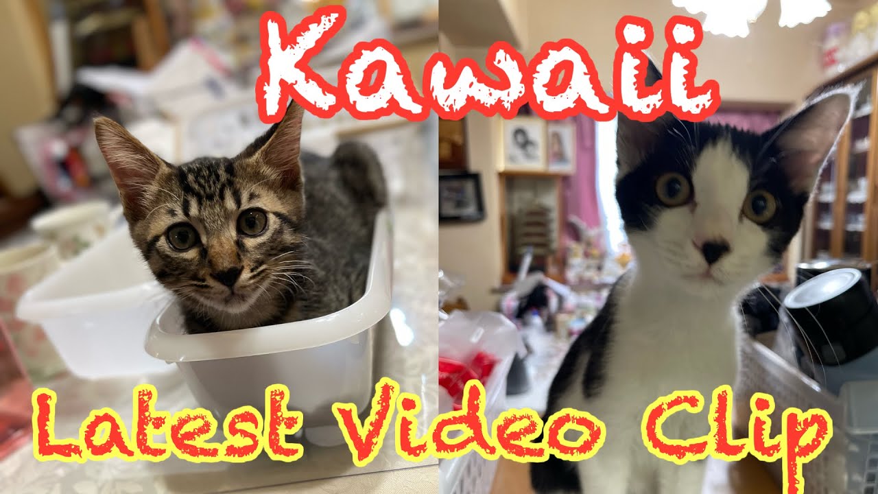 Latest Video Clip Of Sakura ,Sora Chan#cat #catbaby #lovecats #kitten #catbreed #cute #elvira 