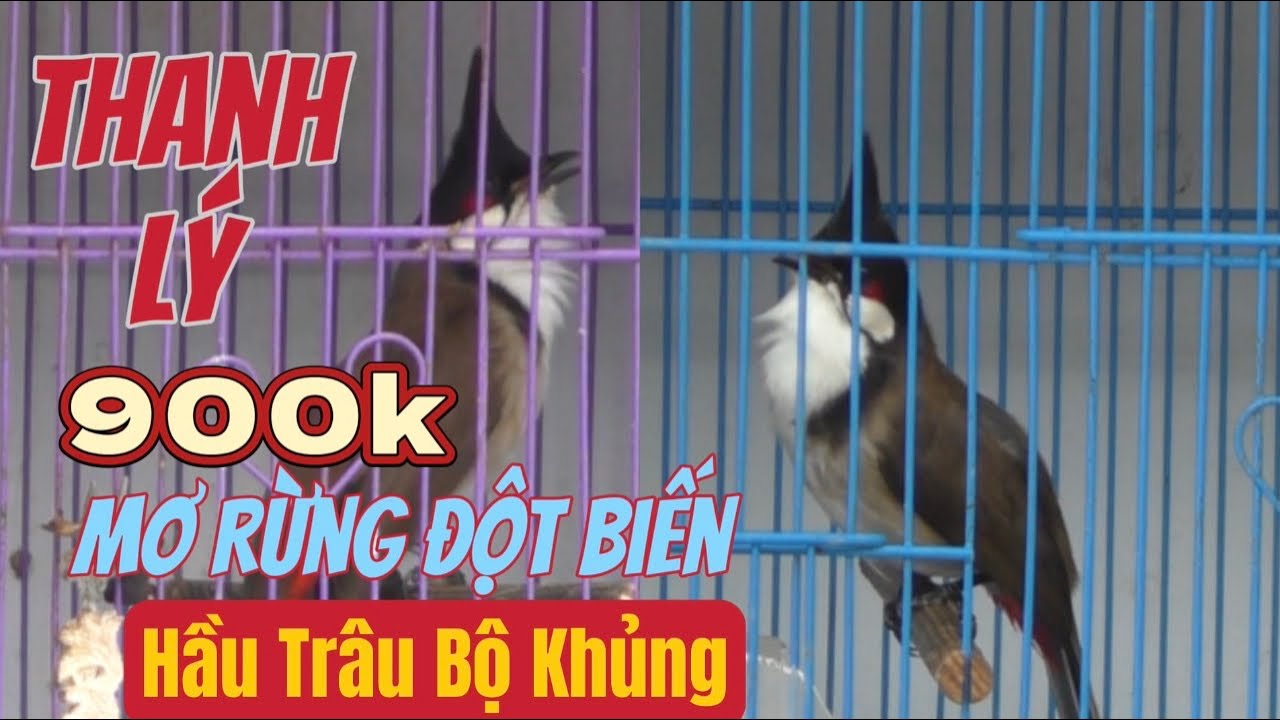 THANH LÝ 900k-Mơ Rừng Bộ Trâu Khủng/Hầu Cực Đại/Hàng Đột Biến Hiếm Gặp//Phách Chơi Gấu Không Đối Thủ