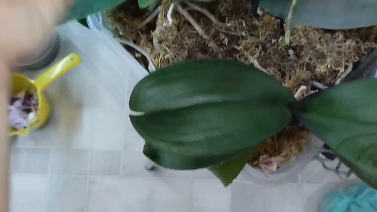 Простое нудное орхидейное видео. 🌿 Зимний сад. 🌸 Орхидеи. 🌸