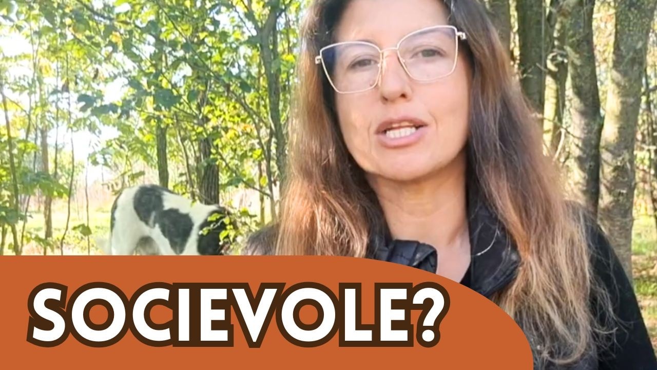 Problemi di Comunicazione tra cani - Vlog 7