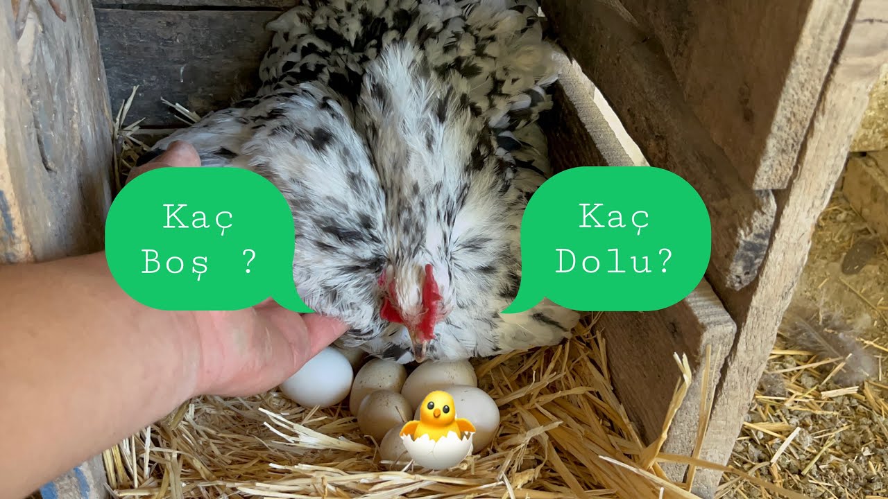 Keklik Yumurtalarını Işık İle Doluluk Kontrolü / Sonuç Çok Kötü #cochin #keklik