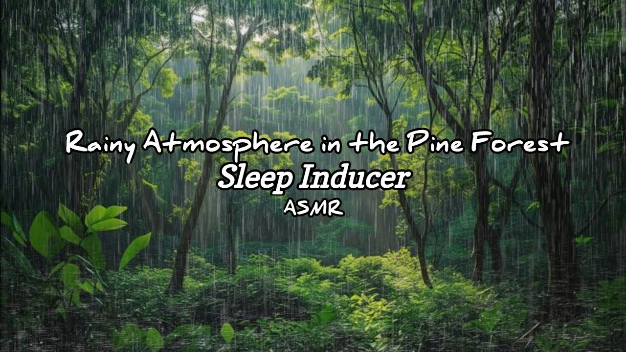 The soothing atmosphere of rain in a pine forest,a sleep-inducing experience #asmrsounds #asmrvideos