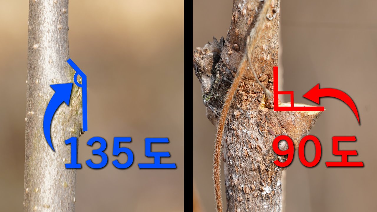 큰열매를 얻기위한 정지전정 방법 ㅣ 초보자용 감나무 정지전정 ㅣ 감나무 정지전정 방법