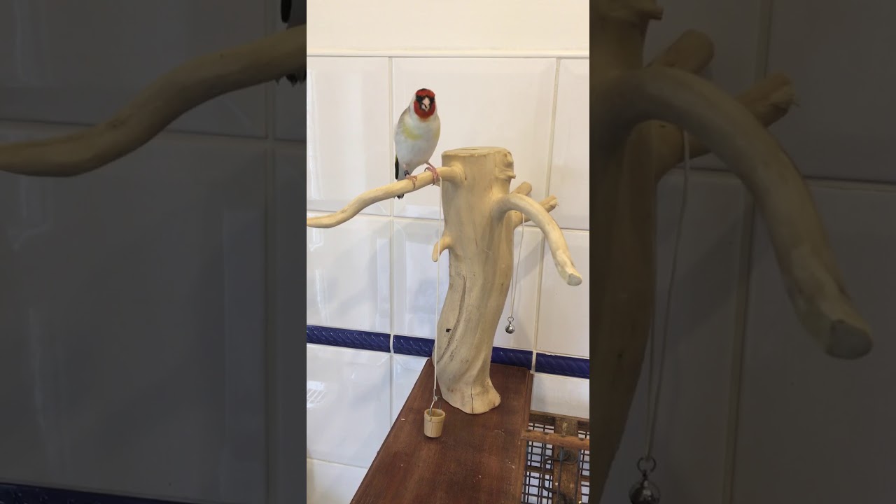 Eumo Goldfinch pulls up a bucket