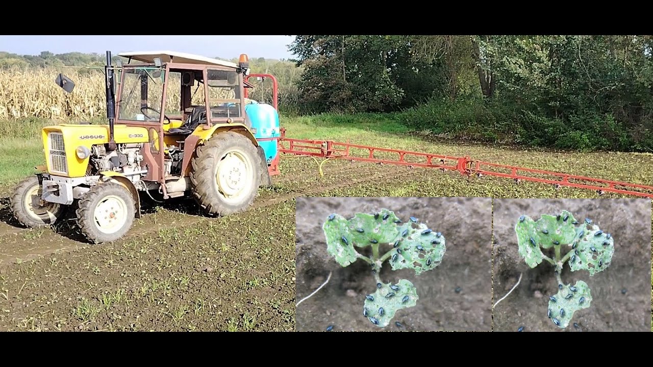 Zwalczanie Pchełki w Rzepaku Walka Z Wiatrakami