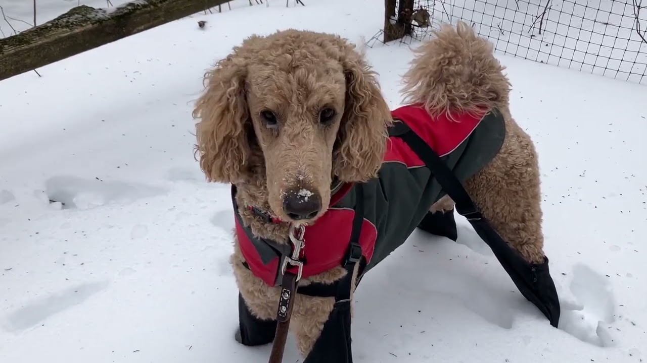 The Pet*Singer - LIVE [clip #3] “[Ar-Lo] The Snow Dog,” Elkins Park, Montgo. Co., PA 1/26/26