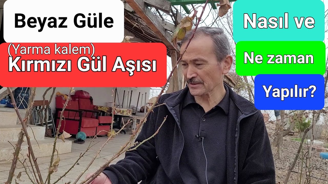Gül Aşısı Ne Zaman ve Nasıl Yapılır? | Yarma Tekniğiyle Kalem Aşısı