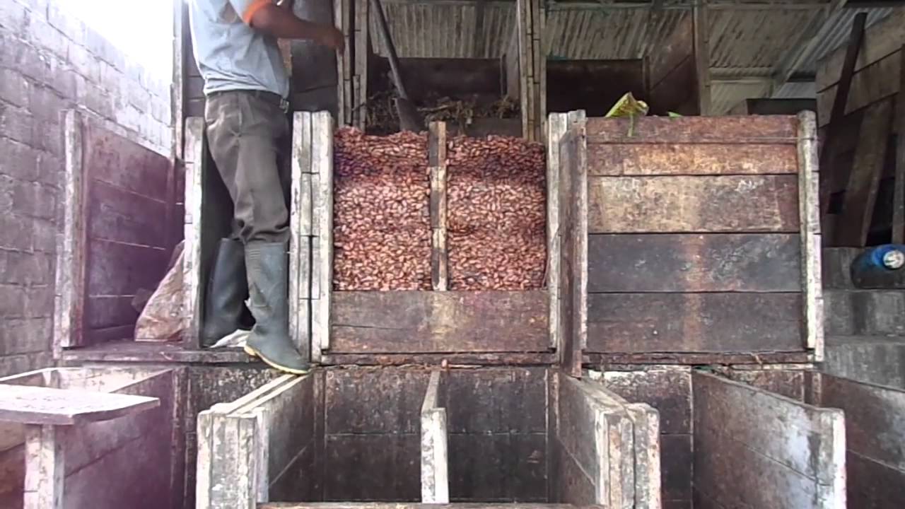 Cultivo y procesamiento del cacao    Parroquia San Carlos    Joya de los Sachas