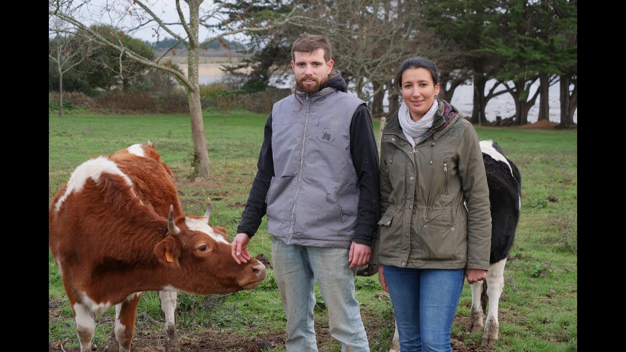 Vaches laitières : des chiffres pour valoriser la Bretonne Pie Noir
