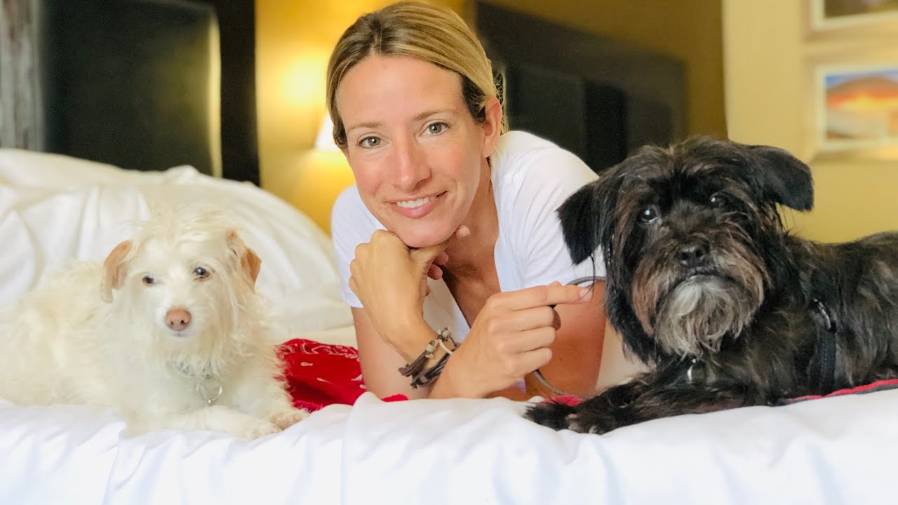 How to Stop Barking in Motel Room