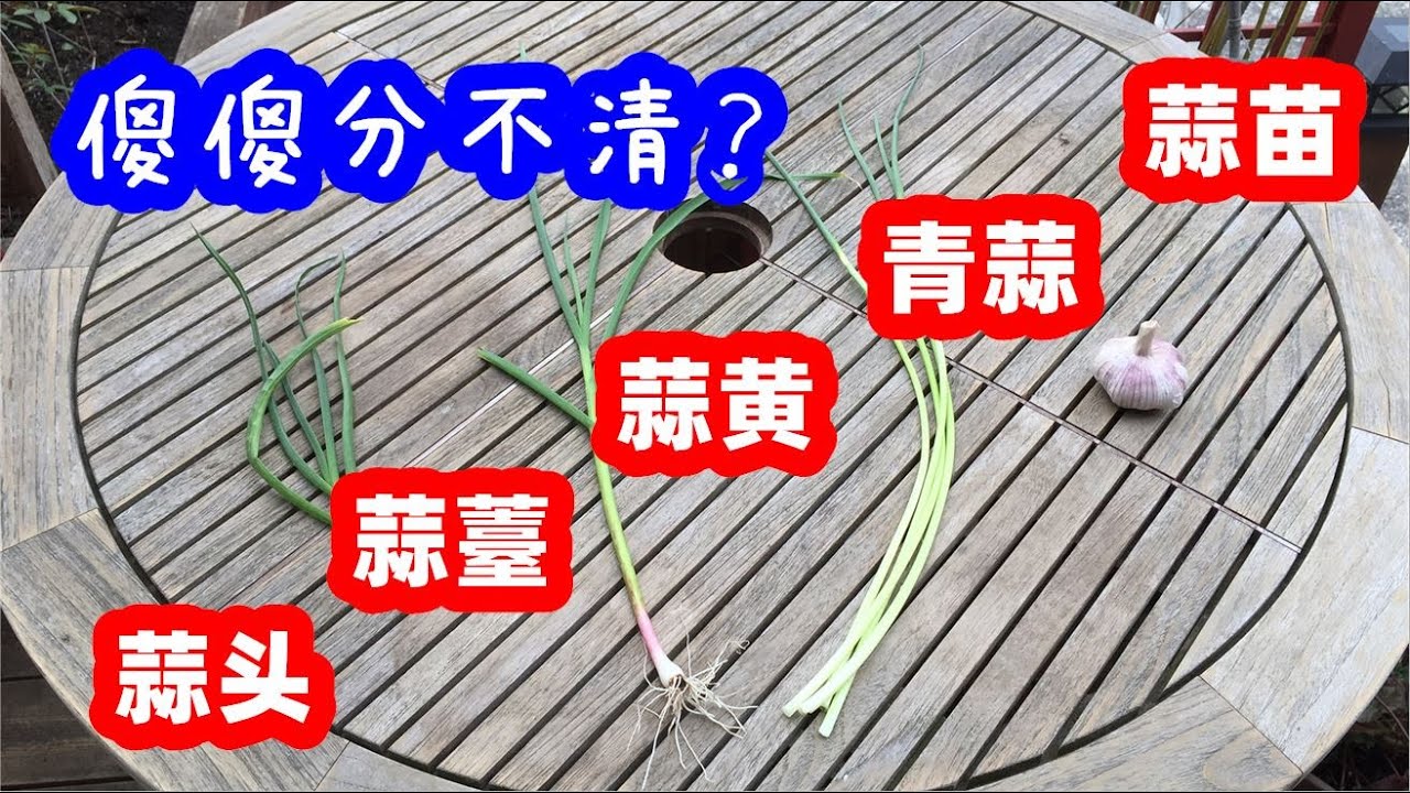 大蒜神奇的一生，全身上下都能吃：蒜苗，青蒜，蒜黄，蒜薹，蒜头傻傻分不清？