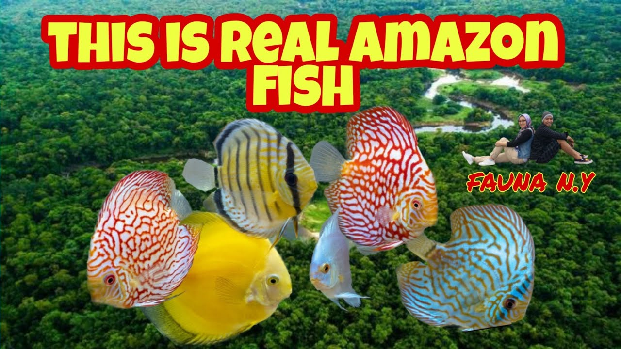AQUASCAPE DISCUS AMAZON WITH GLOFISH TETRA|| NEON CARDINAL AND ALSO BOTIA ZEBRA. SIZE TANK 60X40X40.