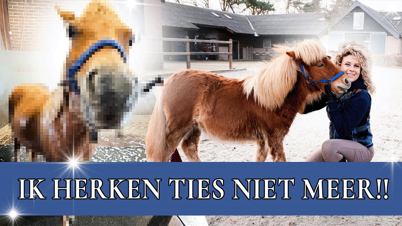 Heb ik mijn droom-crosspaard gevonden? + Ties grote make-over! | PaardenpraatTV
