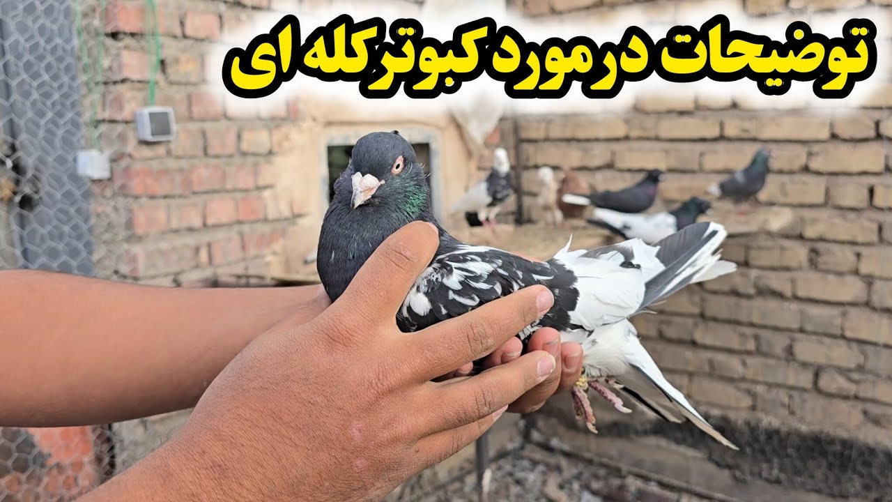 توضیحات کامل در مورد خرید کبوتر کله ای🕊
