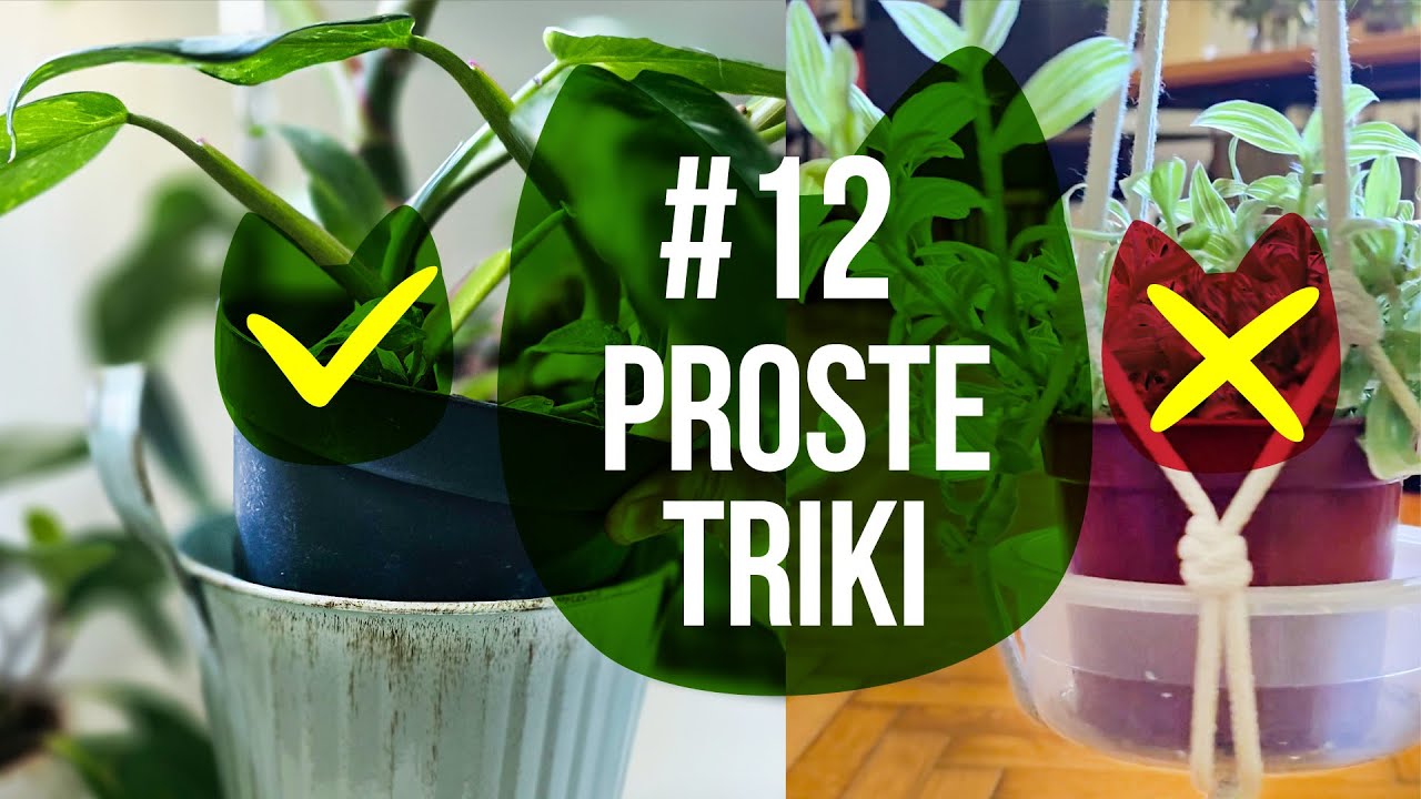 12 trików! Zdrowsze rośliny + łatwiejsza pielęgnacja.