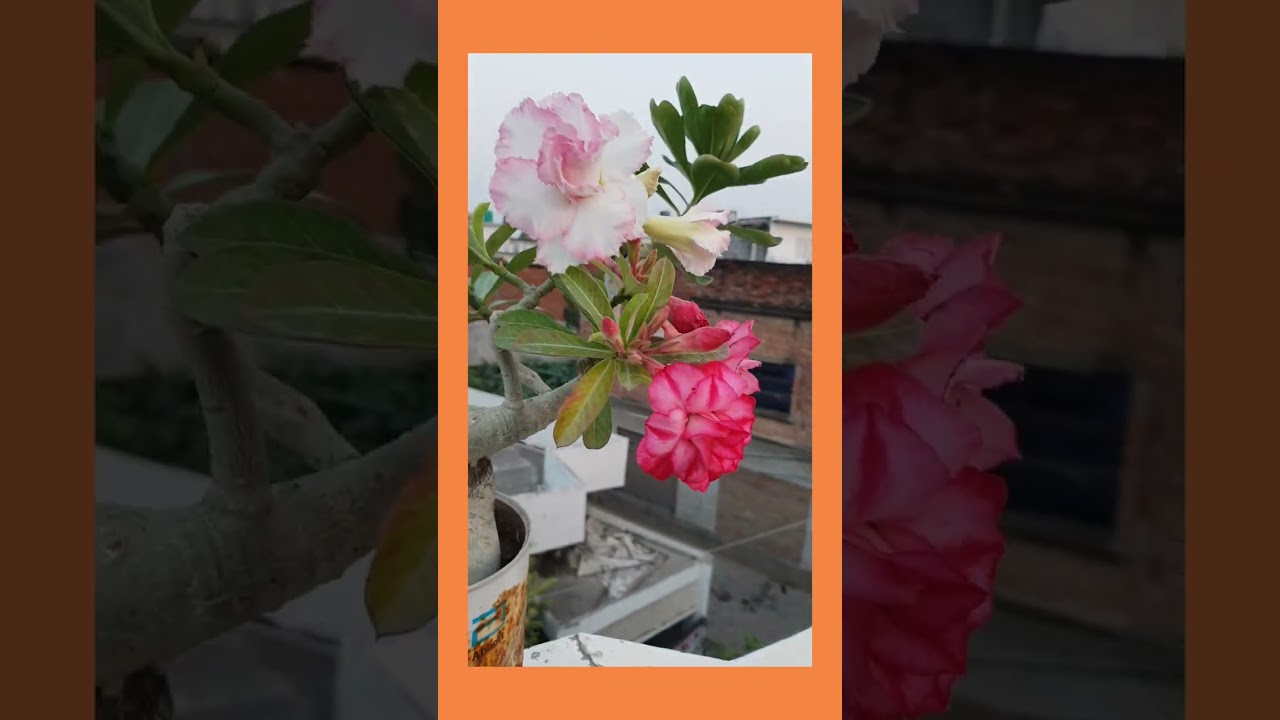 multi  clour adenium #four in one#