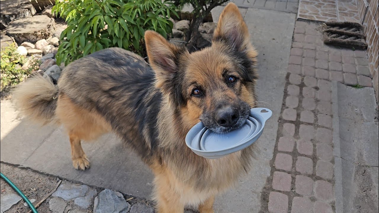ARES TESTUJE GĘSIE JAJO - Zabraliśmy je prosto z gniazda 🫣