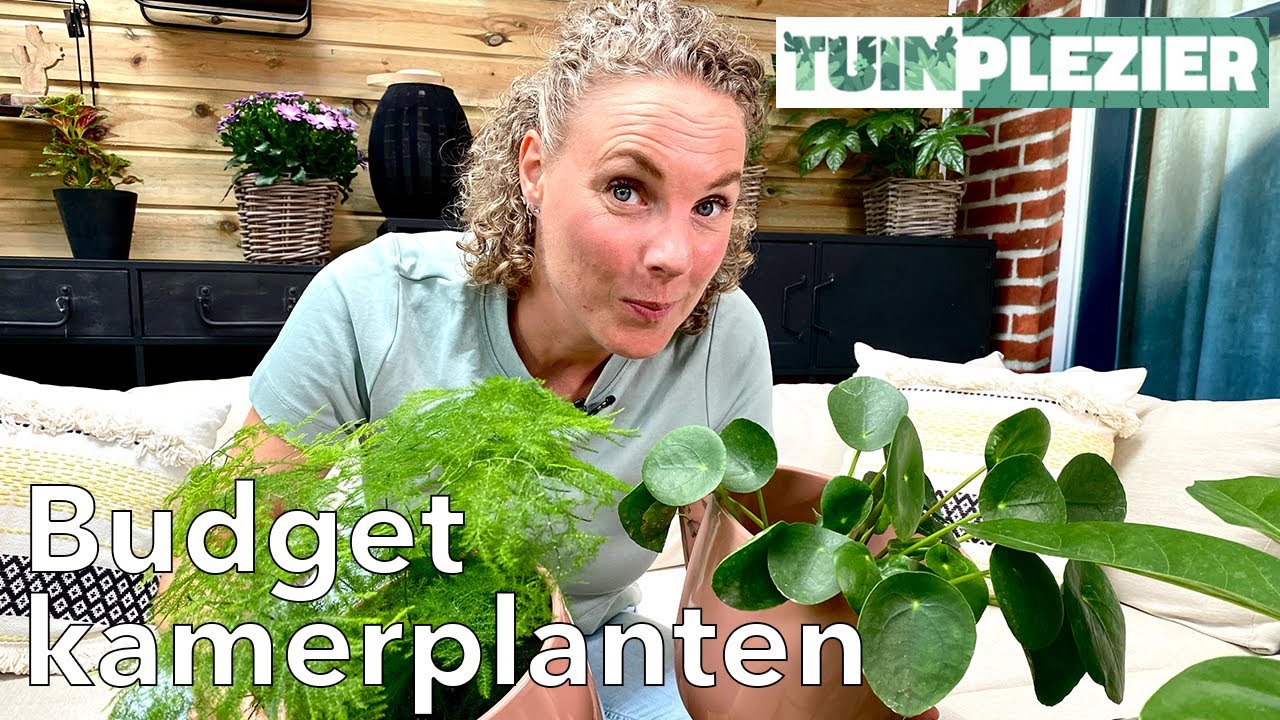 Kamerplanten voor weinig geld | Budget kamerplanten | Tuinplezier