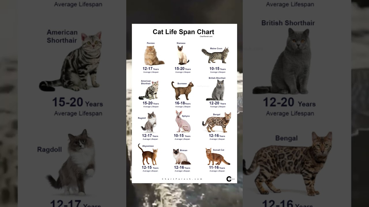 Cat Lifespan Chart: How Long Do Cats Really Live? 🐱📊