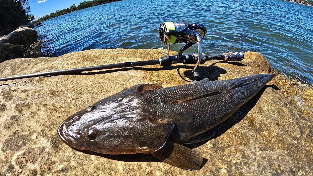 Flathead Catch & Cook | Brisbane waters | Central Coast.