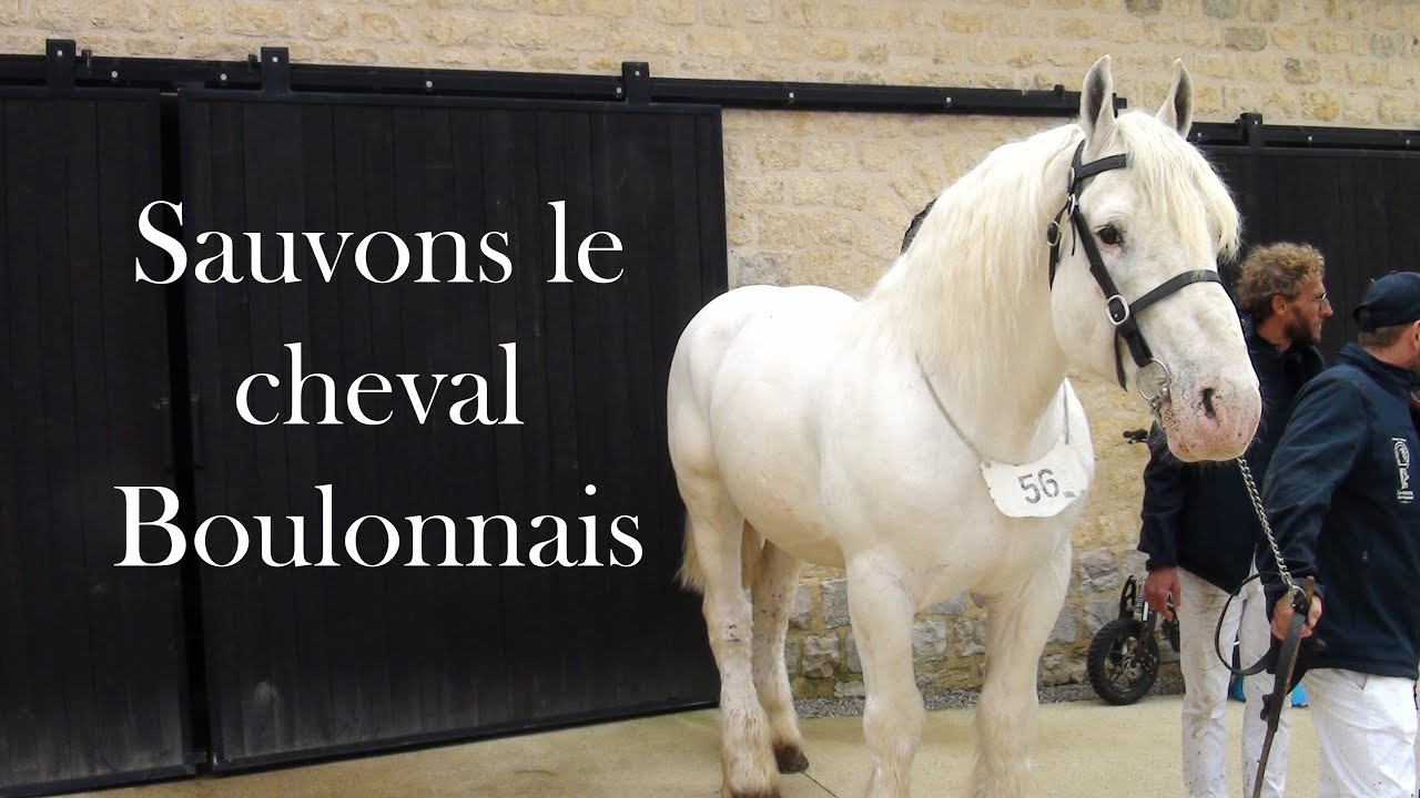 Soutenons les amoureux des chevaux Boulonnais !