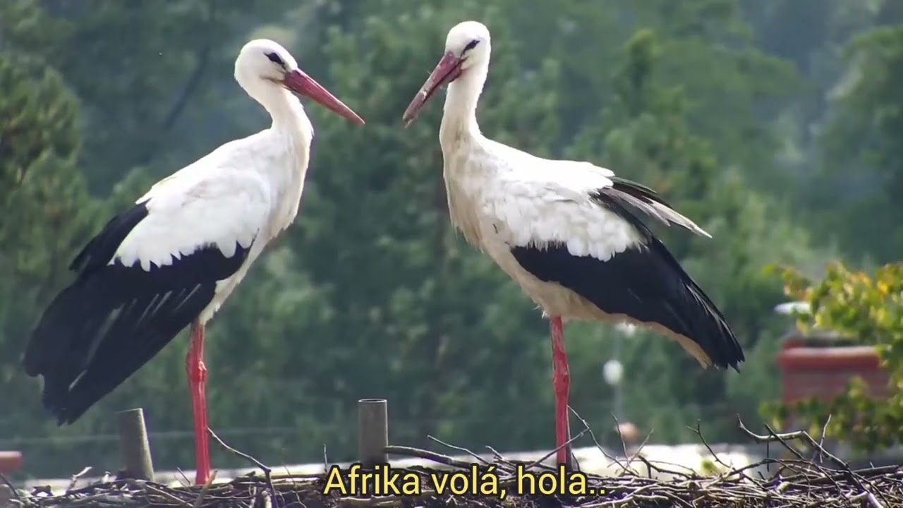 Odlet do Afriky, Albrechtických čápů.  2022