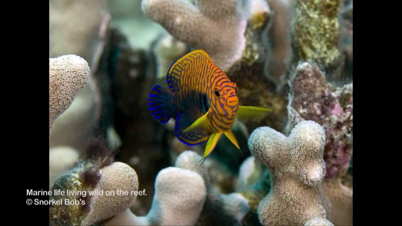 Hawaii Reef Fish Whitelist Species