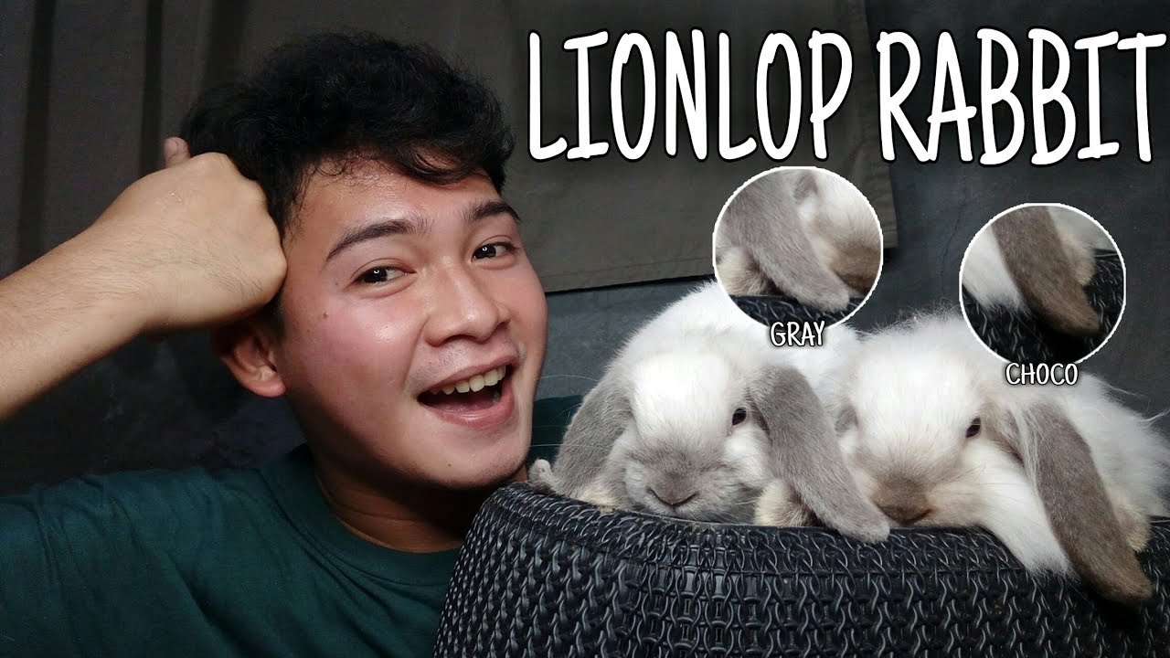 IT'S ALL ABOUT LIONLOP RABBIT