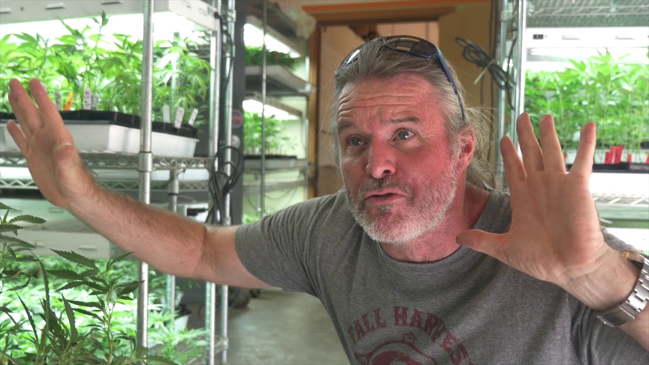 Kevin Jodrey Explains his Skunky Cannabis Ester Revival Project