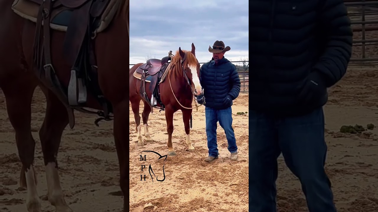 See Ya! #funny #horse #humor #fyp #horsetraining #equestrian  #reining #cowhorse #fail #horseriding