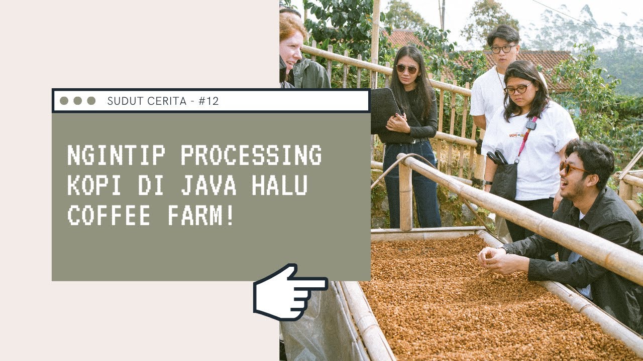 SUDUT CERITA - #12 NGINTIP PROCESSING KOPI DI JAVA HALU COFFEE FARM !