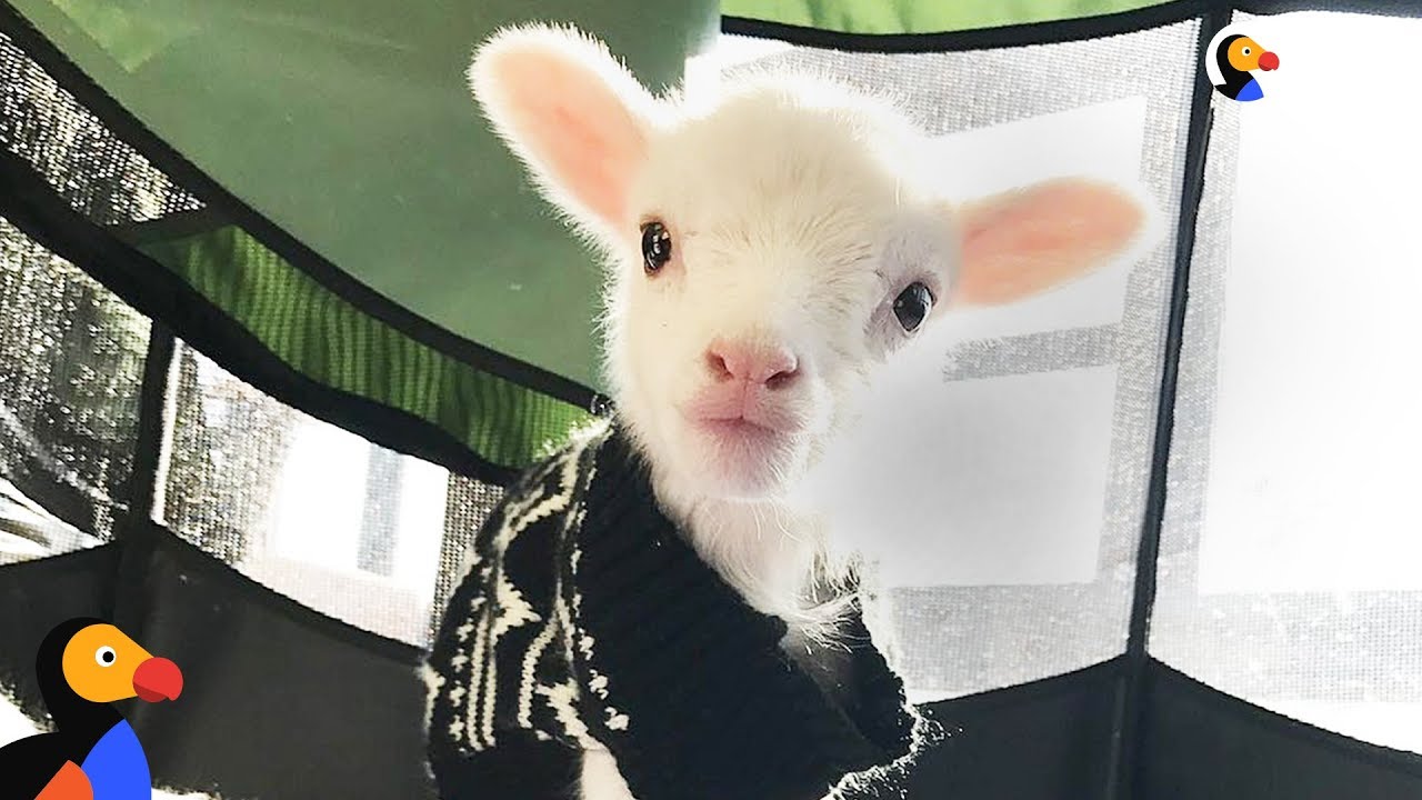 Goofy Lamb Loves Getting Into Trouble - FLICK | The Dodo