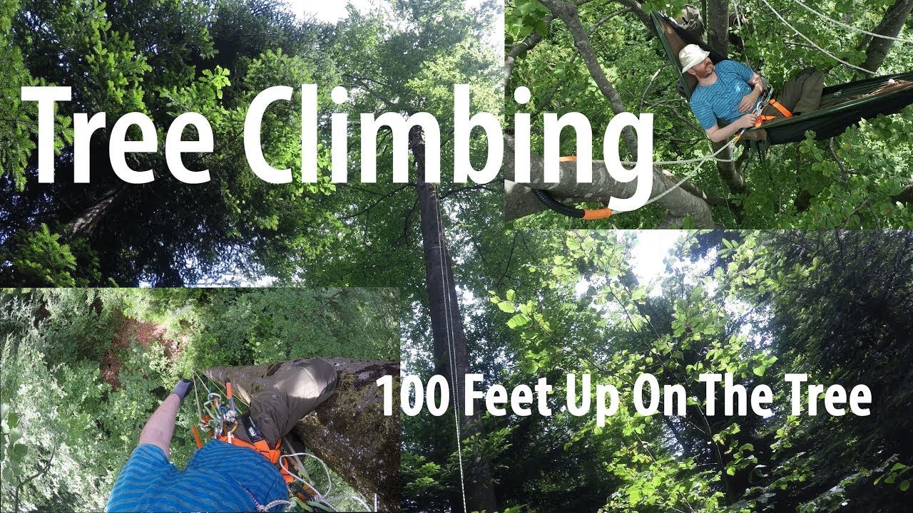 Tree Climbing / Hammock 100 Feet Up On A Tree